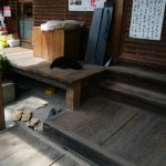 梅宮大社の猫 - Cats of Umenomiya grand shrine
